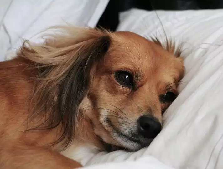 Letting your dog sleep in your bed might actually be good for you.