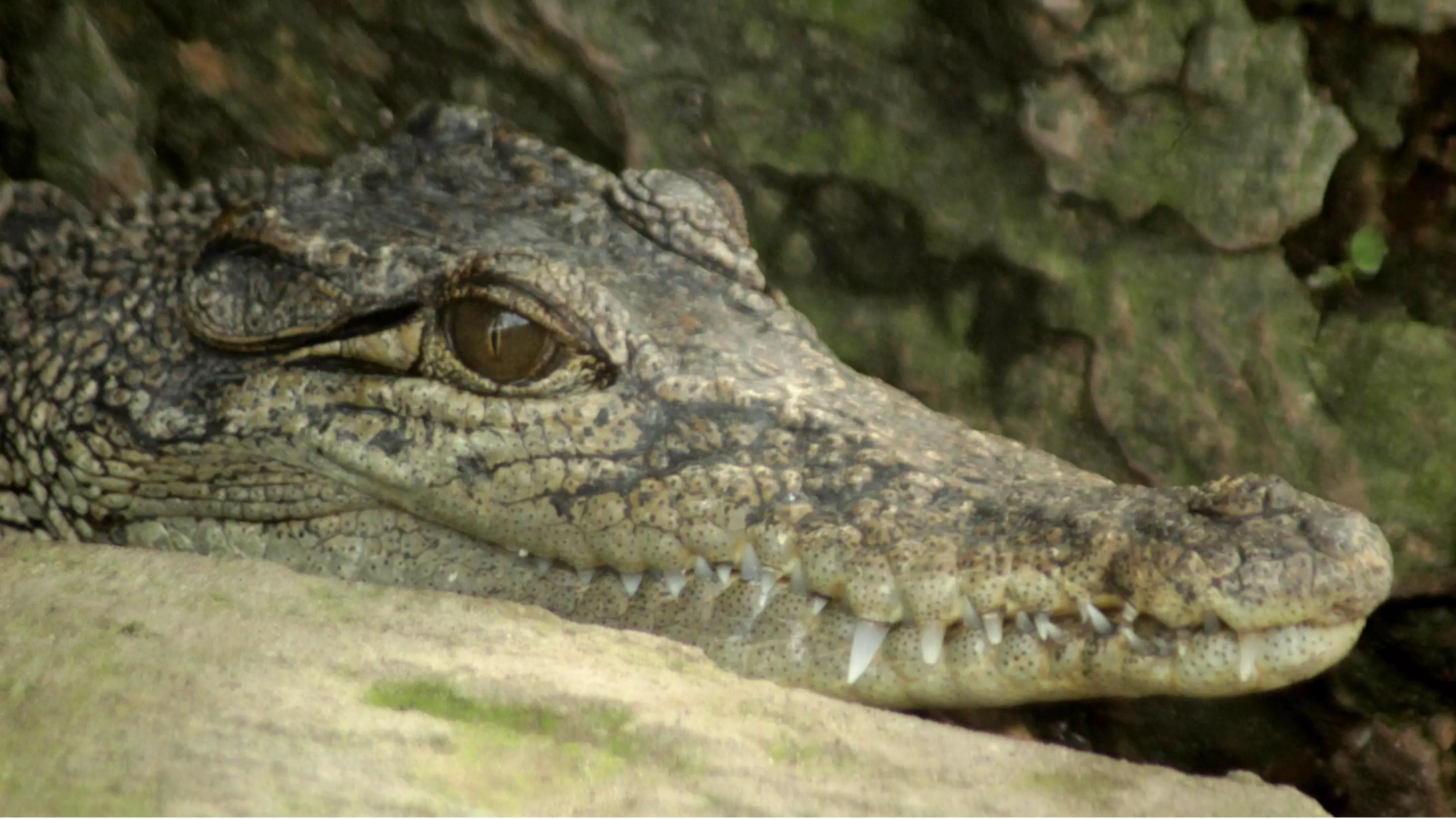 Hundreds Of Crocodiles Massacred In Vicious Revenge Attack In Indonesia