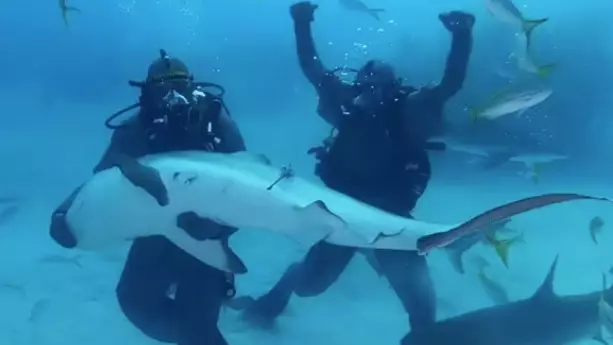 Mike Tyson Immobilises Shark During Discovery Channel's Shark Week