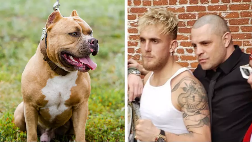 Jake Paul's Boxing Coach Rushed To Hospital After Having His Penis Bitten By A Dog