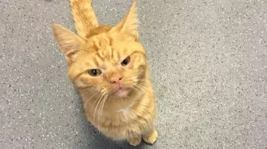 ​Cat Is Left Fuming About Being Admitted To Hospital After Being Hit By A Car