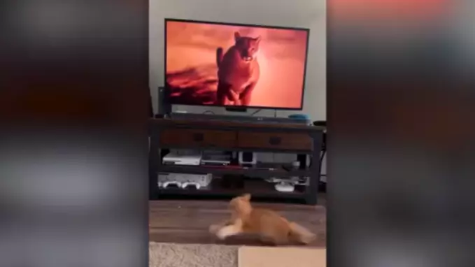 Cat Gets Scared By Puma Running On TV In Front Of Him
