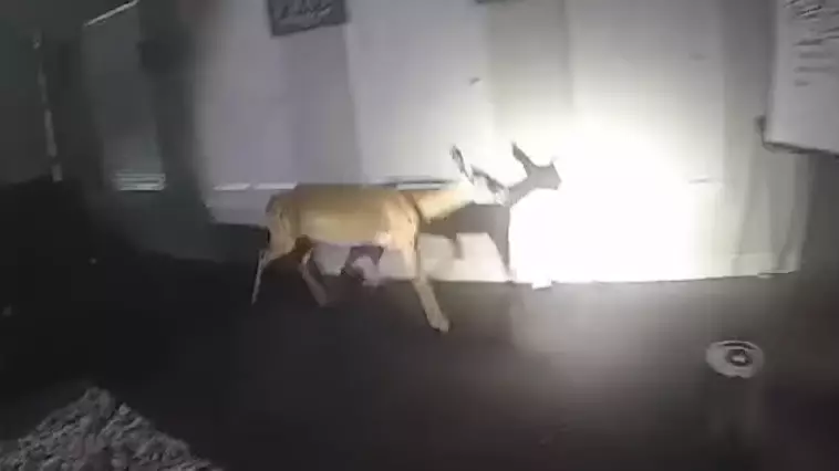 Police Respond To Report Of A Burglary, Find Deer Smashing Up The Gaff