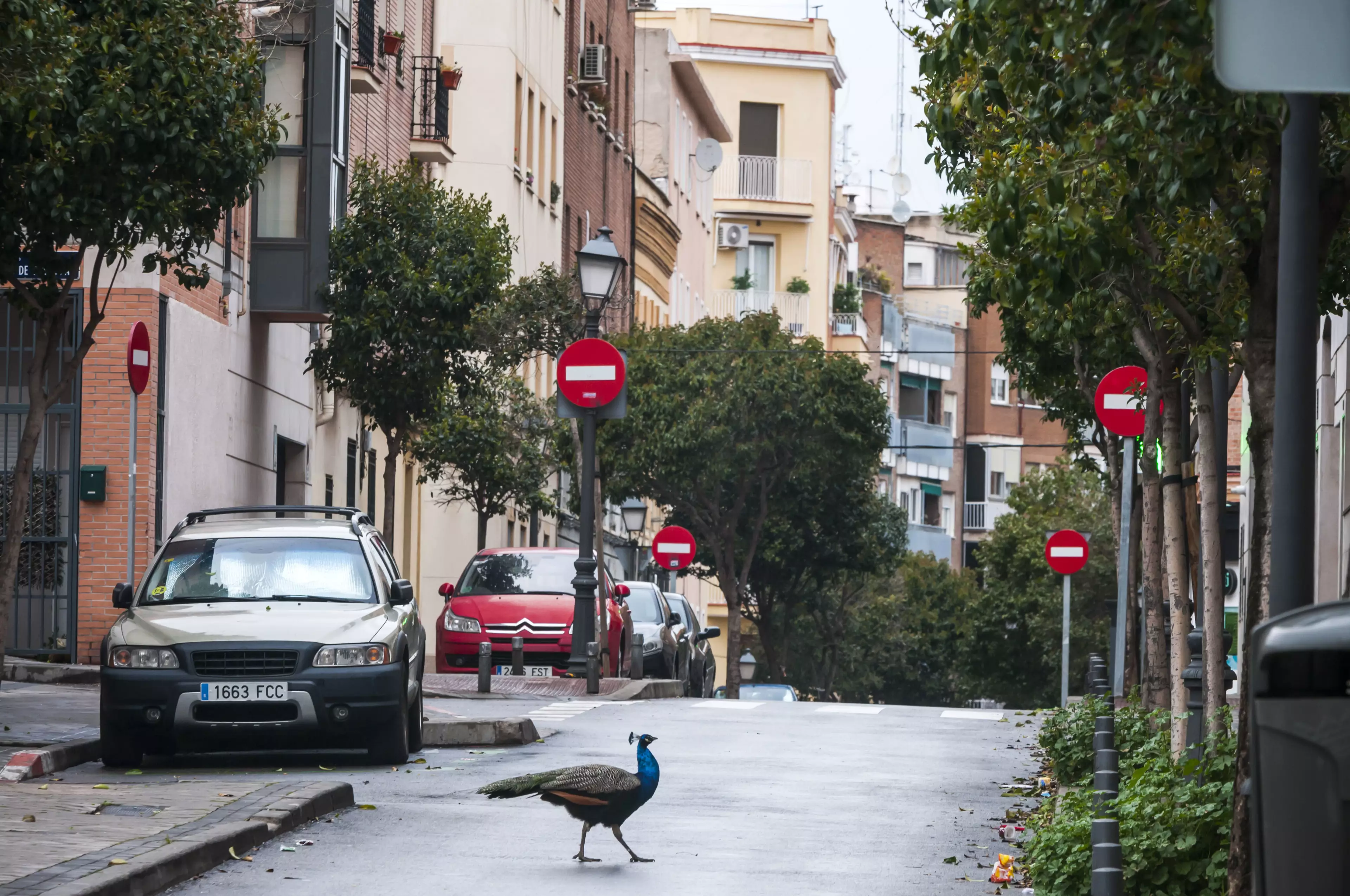 Peacocks have also been taking over other cities, like these ones in Madrid.