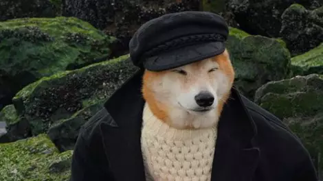Super Stylish Dog Has More Than 400,000 Followers On Instagram 