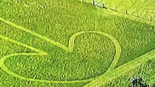 Police Discover Huge Penis In Farmer's Field While Chasing Suspect