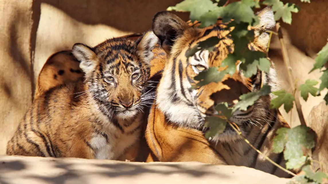 ​A Further Three Lions And Four Tigers Test Positive For Coronavirus At Bronx Zoo