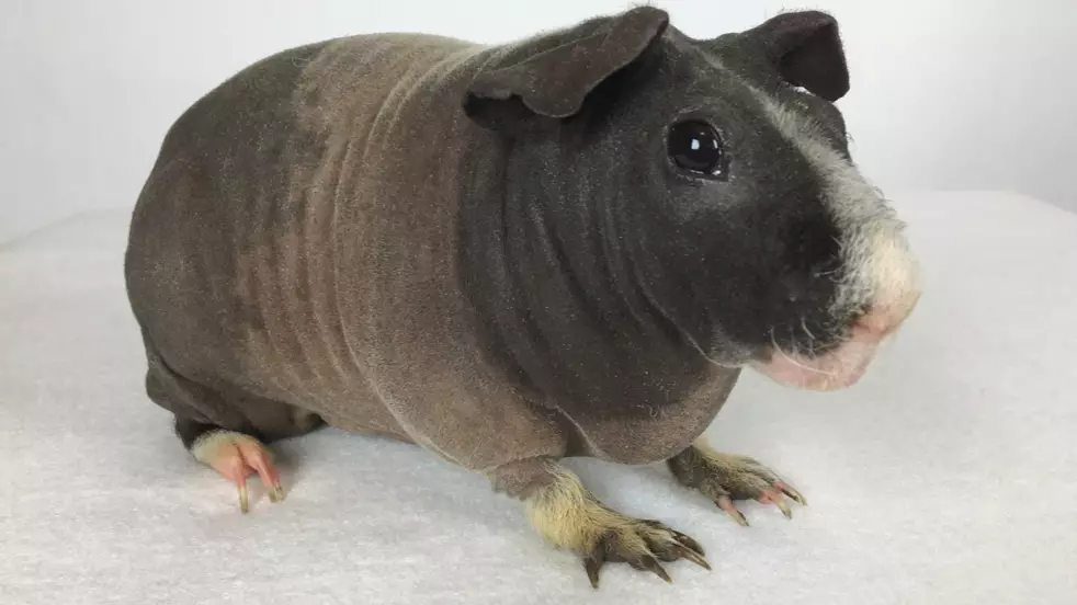 Hairless Guinea Pigs Look Like Mini Hippos