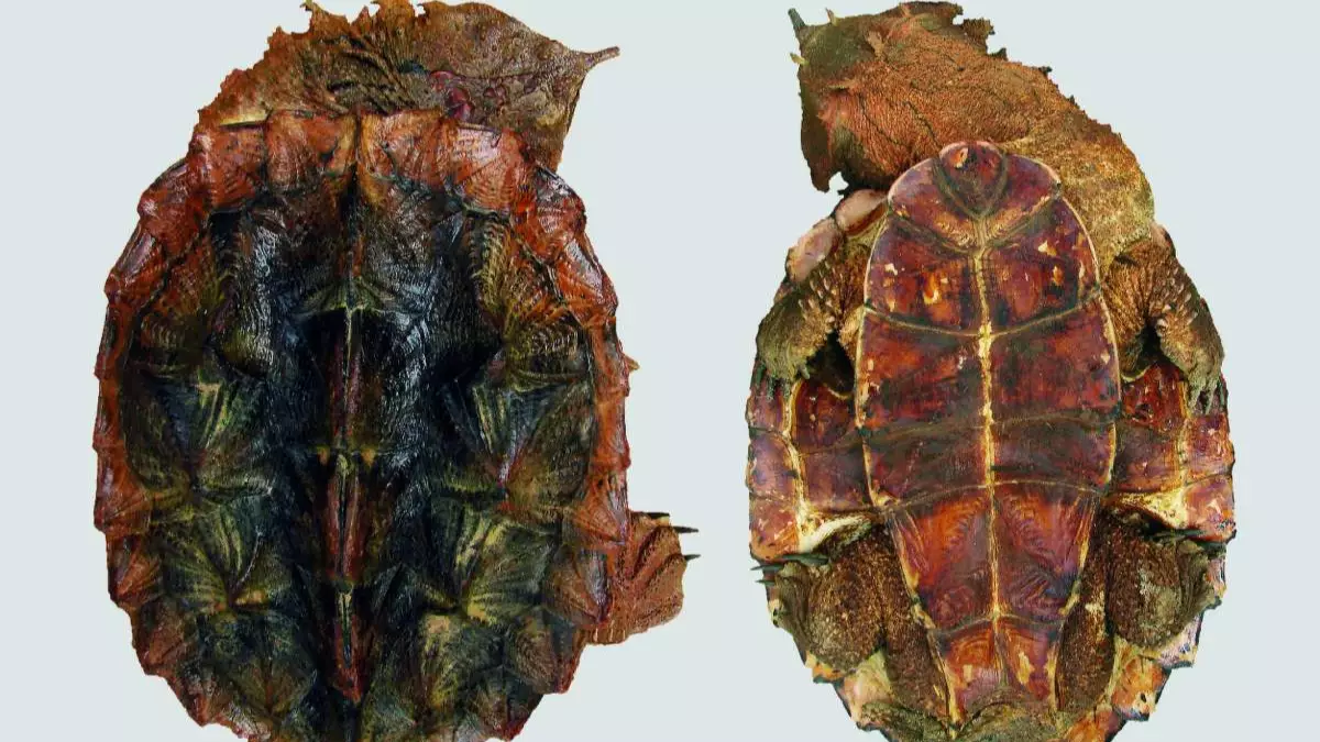 New Species Of Turtle Discovered Looks Like A Muddy Rock