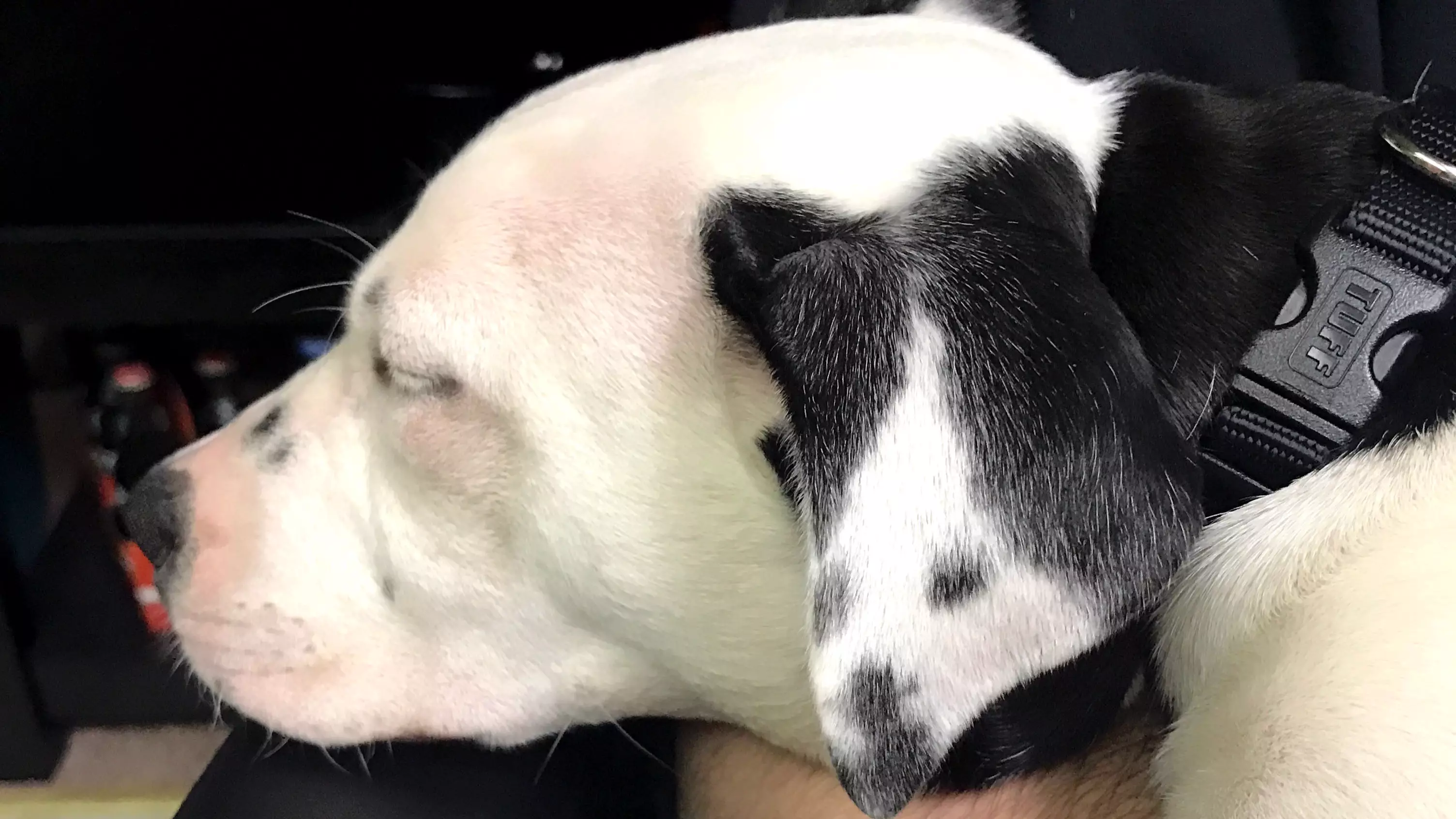 Puppy Has Perfect Selfie in Markings on Her Ear