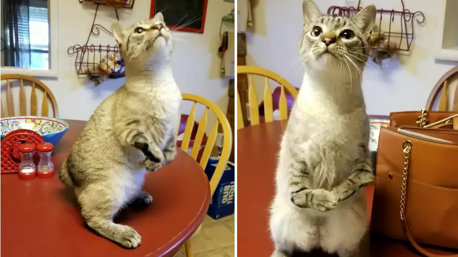 Cat Born With No Elbows Prances Around 'Like A T-Rex'