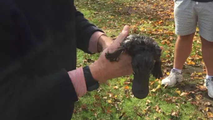 Platypus Had To Be Put Down After Hair Ties Became Caught Around Its Neck