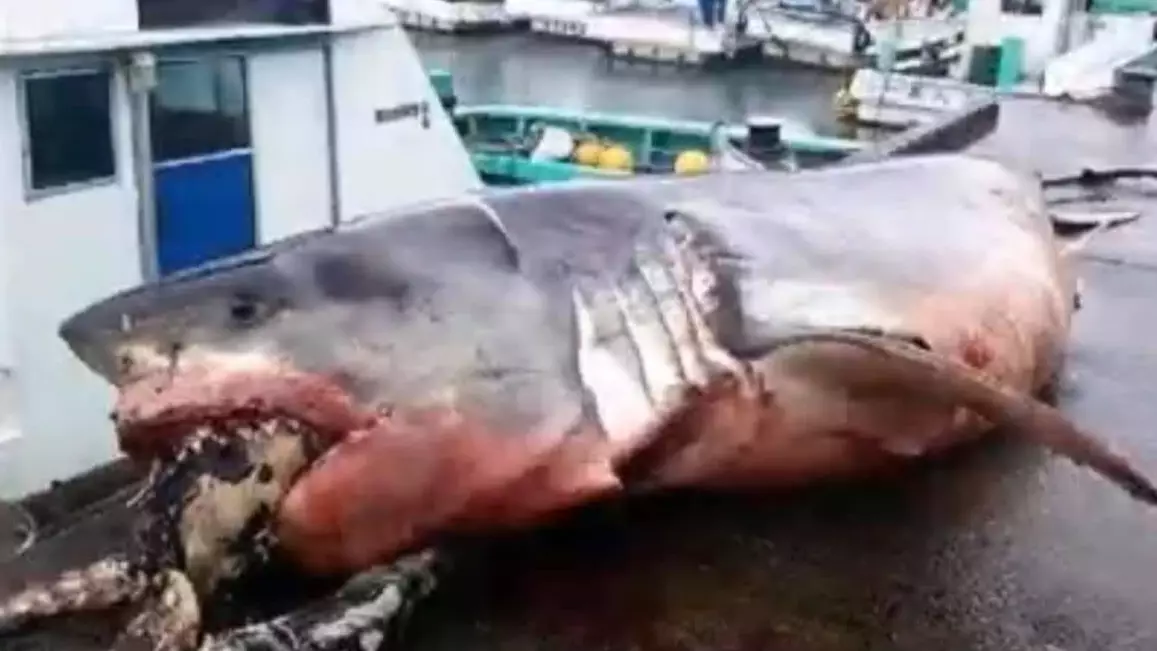 Fishermen Find Monster Great White Shark That Choked On Sea Turtle