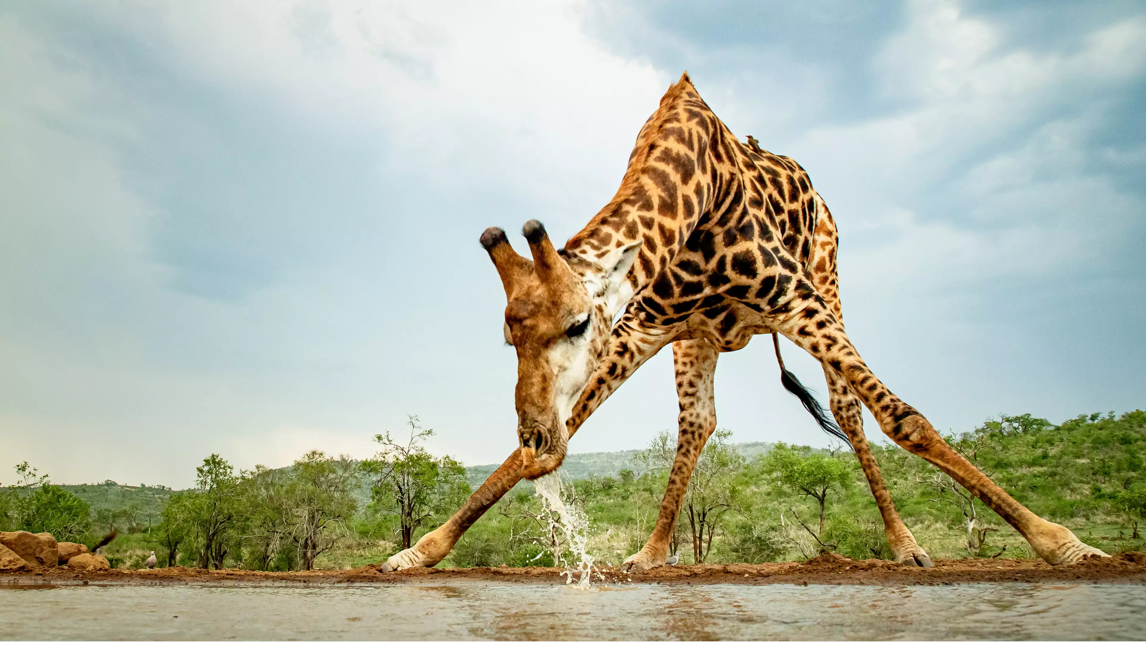 Photographer Captures Hilarious Pictures Of Giraffe Doing The Splits To Get Water
