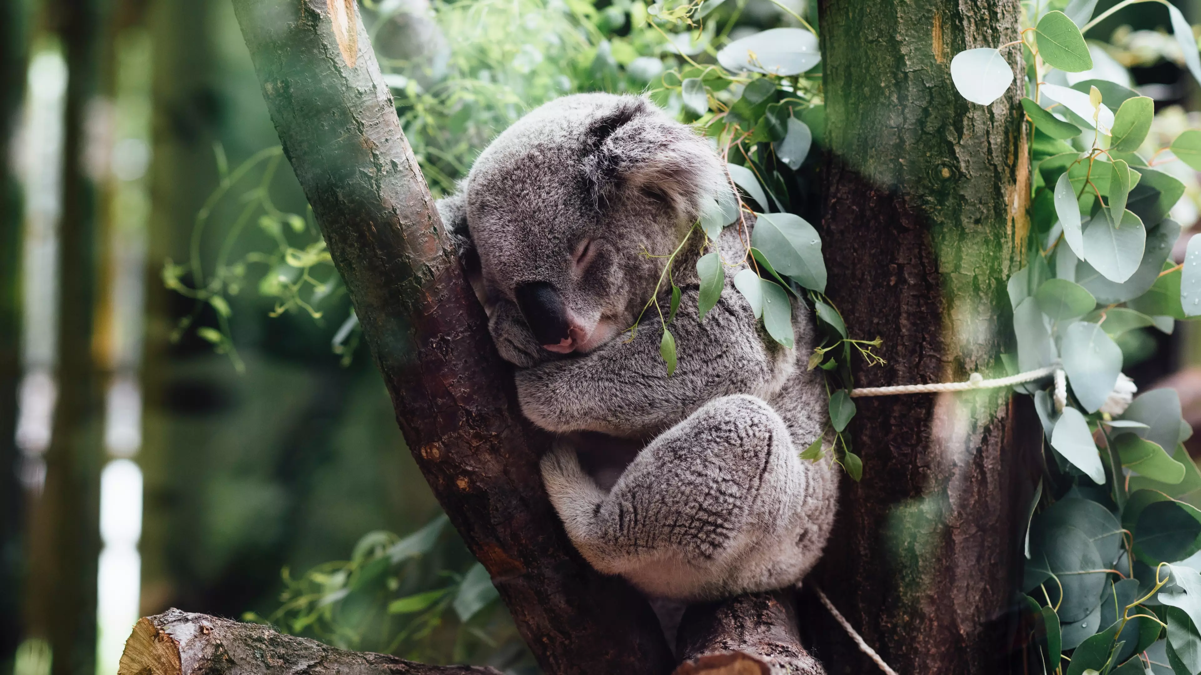 Koala Bears Are Now ‘Functionally Extinct’