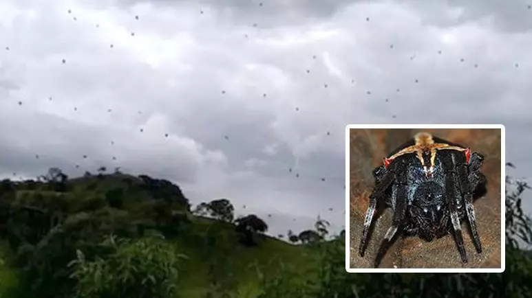 Thousands Of Spiders Appear To 'Rain From The Sky' In Brazil