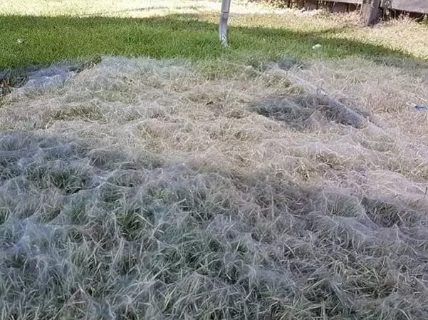 spider cobwebs