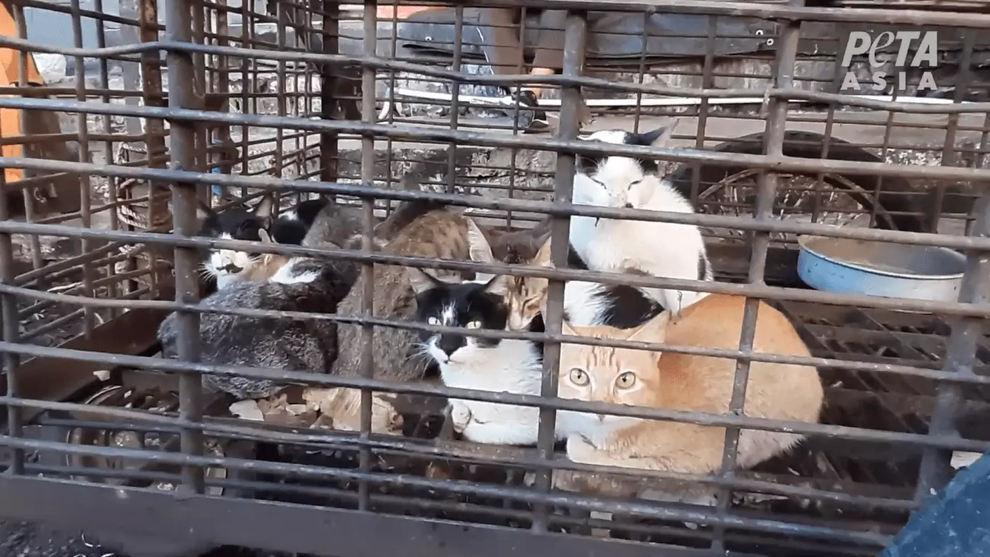 PETA also reports that cats are being sold.