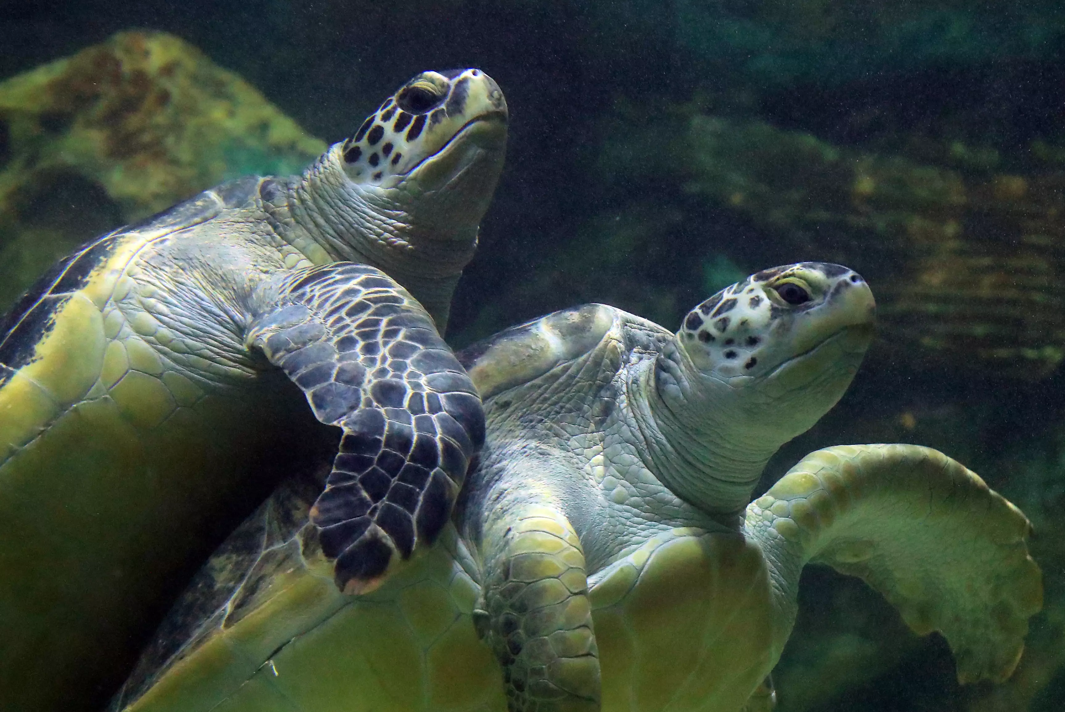 Two Green sea turtles.