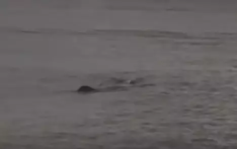 People Think There's Been A Second Sighting Of The Loch Ness Monster In The Thames