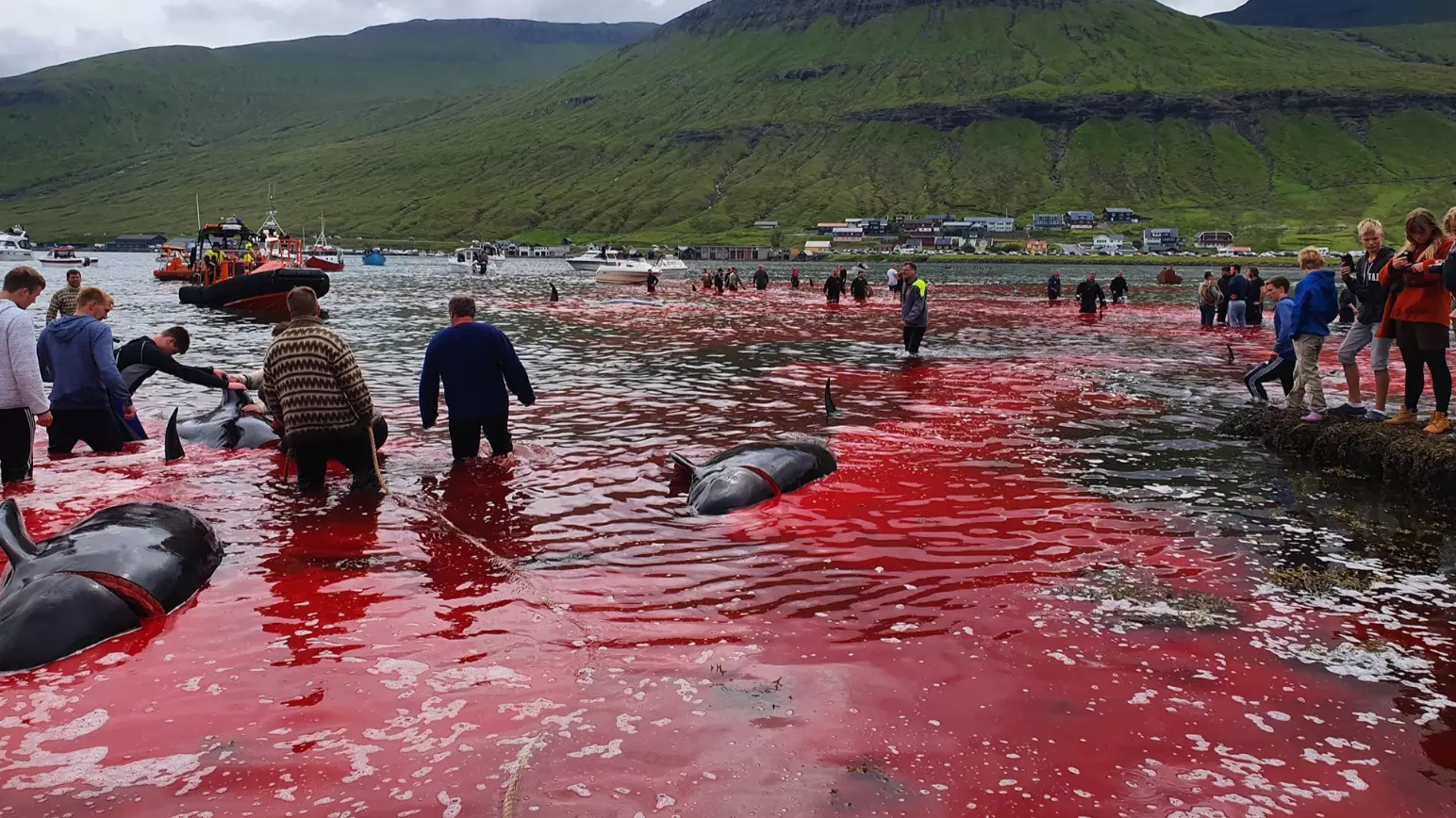 People Watch Sea Turn Red As 23 Whales Are Killed On Faroe Islands