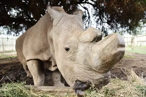 Sudan the last male northern white rhino died in March 2018. (