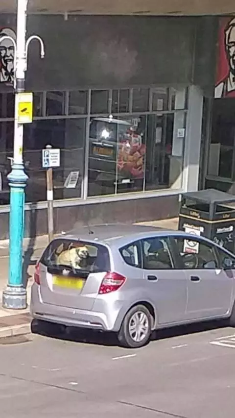 The dog was left trapped in the back of the car.