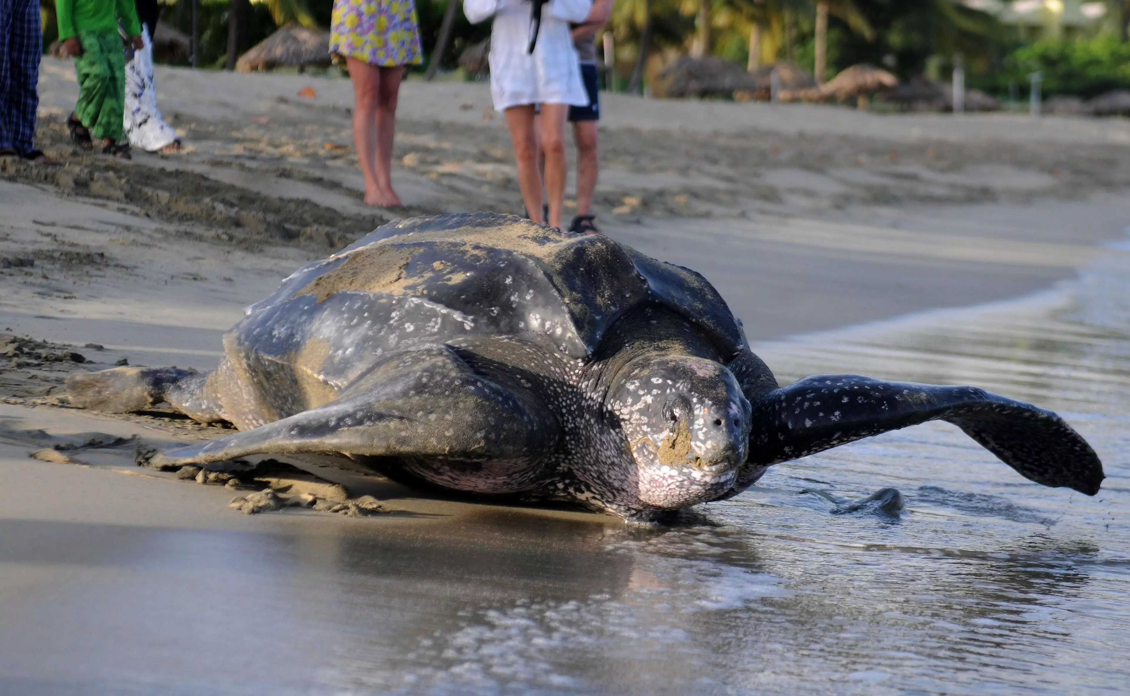Leatherback sea turtles can grow to more than two metres in length.