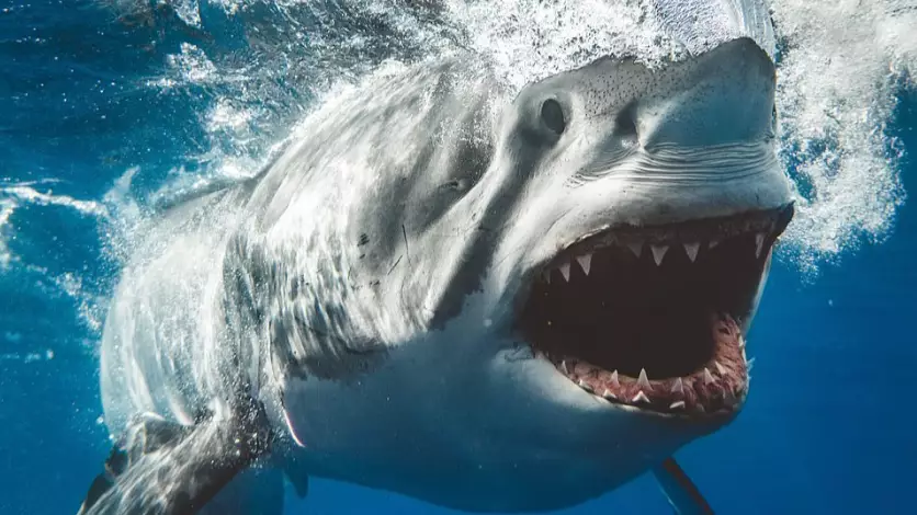 Photographer Captures Incredible Close-Up Shots Of Sharks