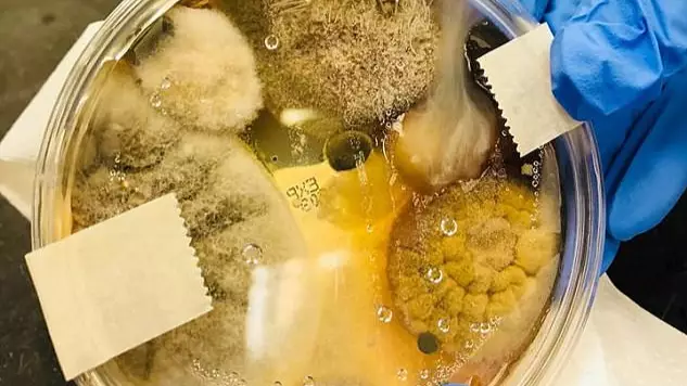 Student's Petri Dish Experiment Shows What's Lurking Inside Hand Dryers