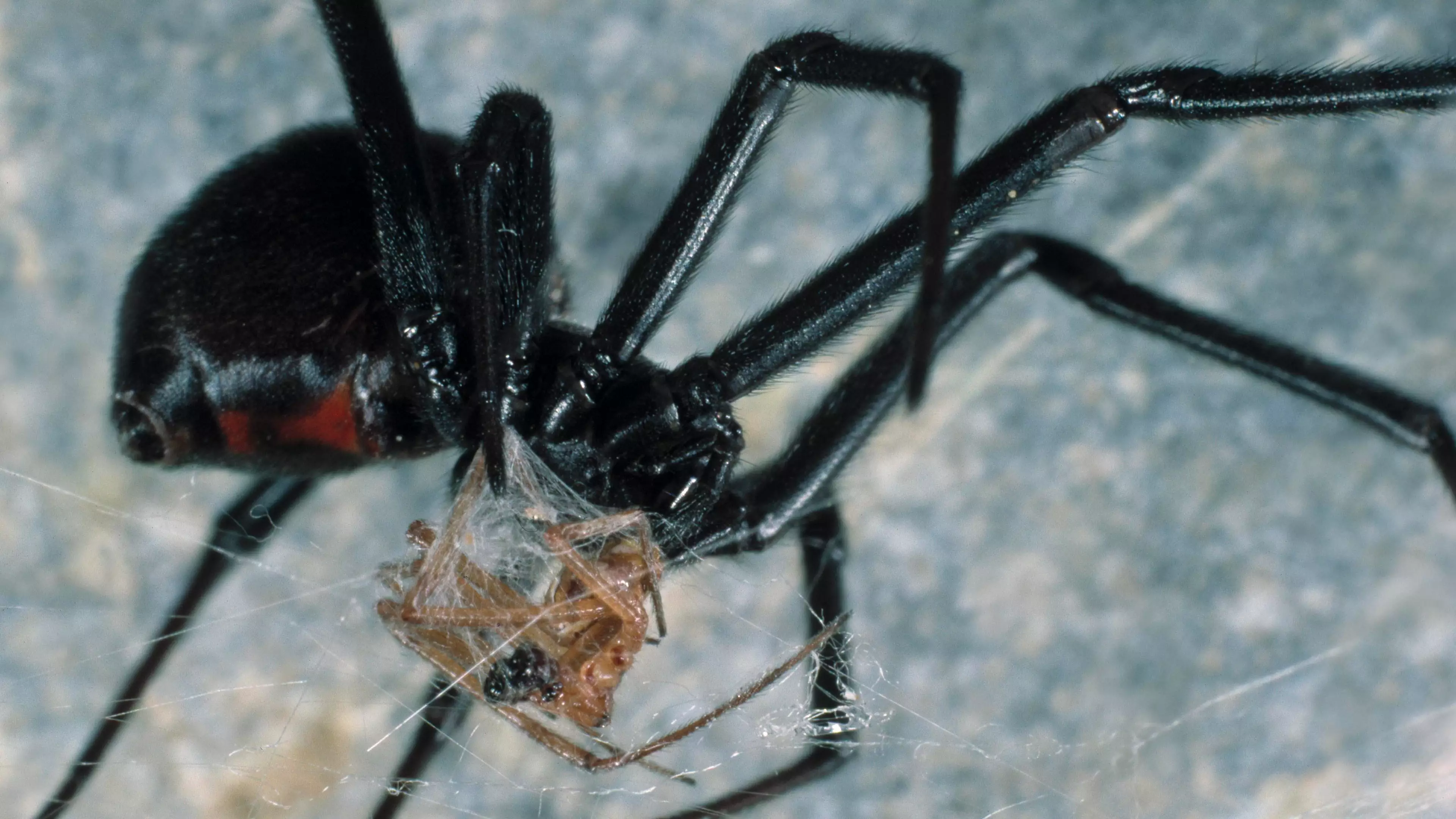 Five-Year-Old Girl Bitten By Black Widow Spider
