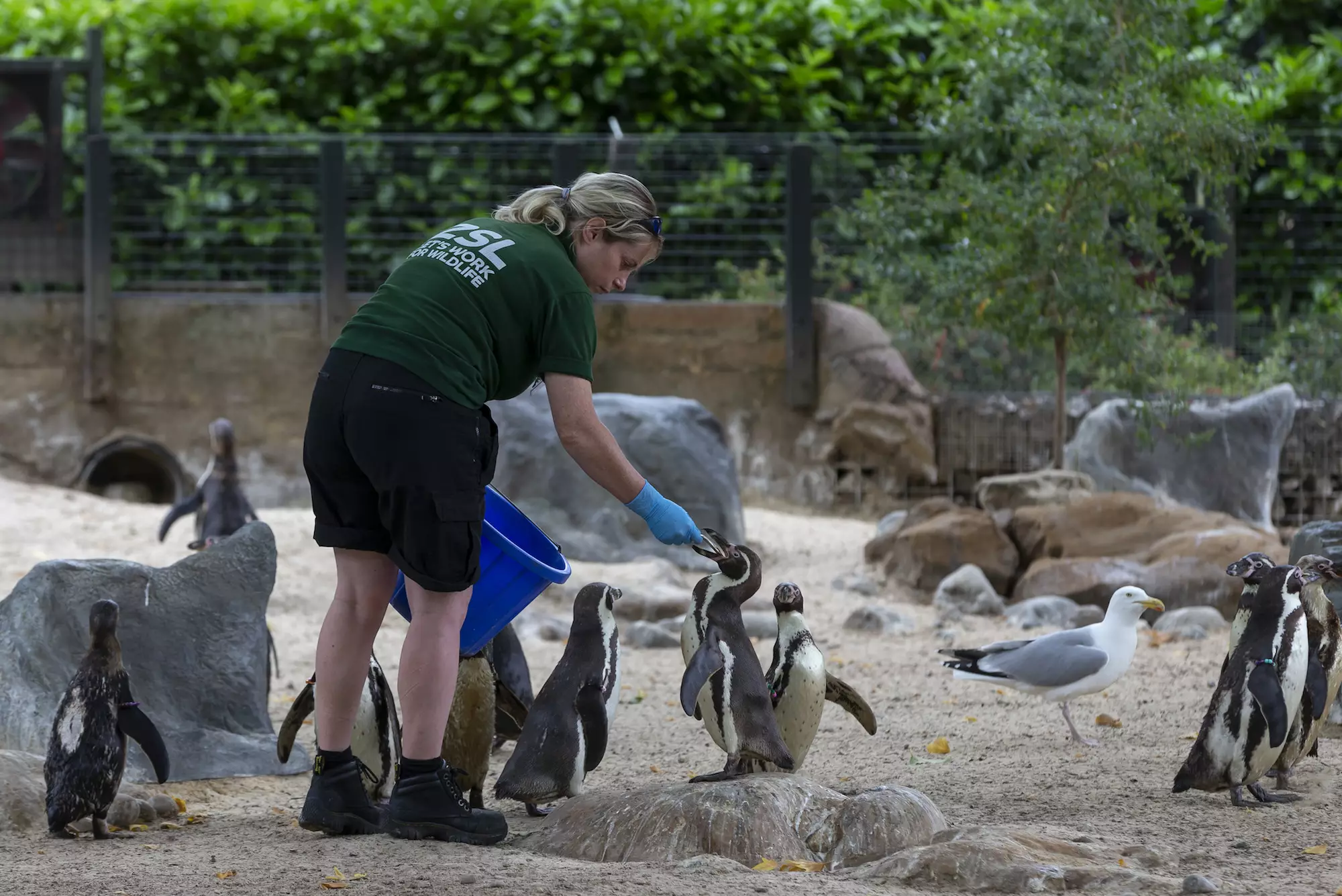 London Zoo is home to over 18,000 animals, with the monthly food bill clocking in at around £43,500 (