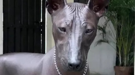 People Are Convinced This Rare Dog Is Actually A Statue