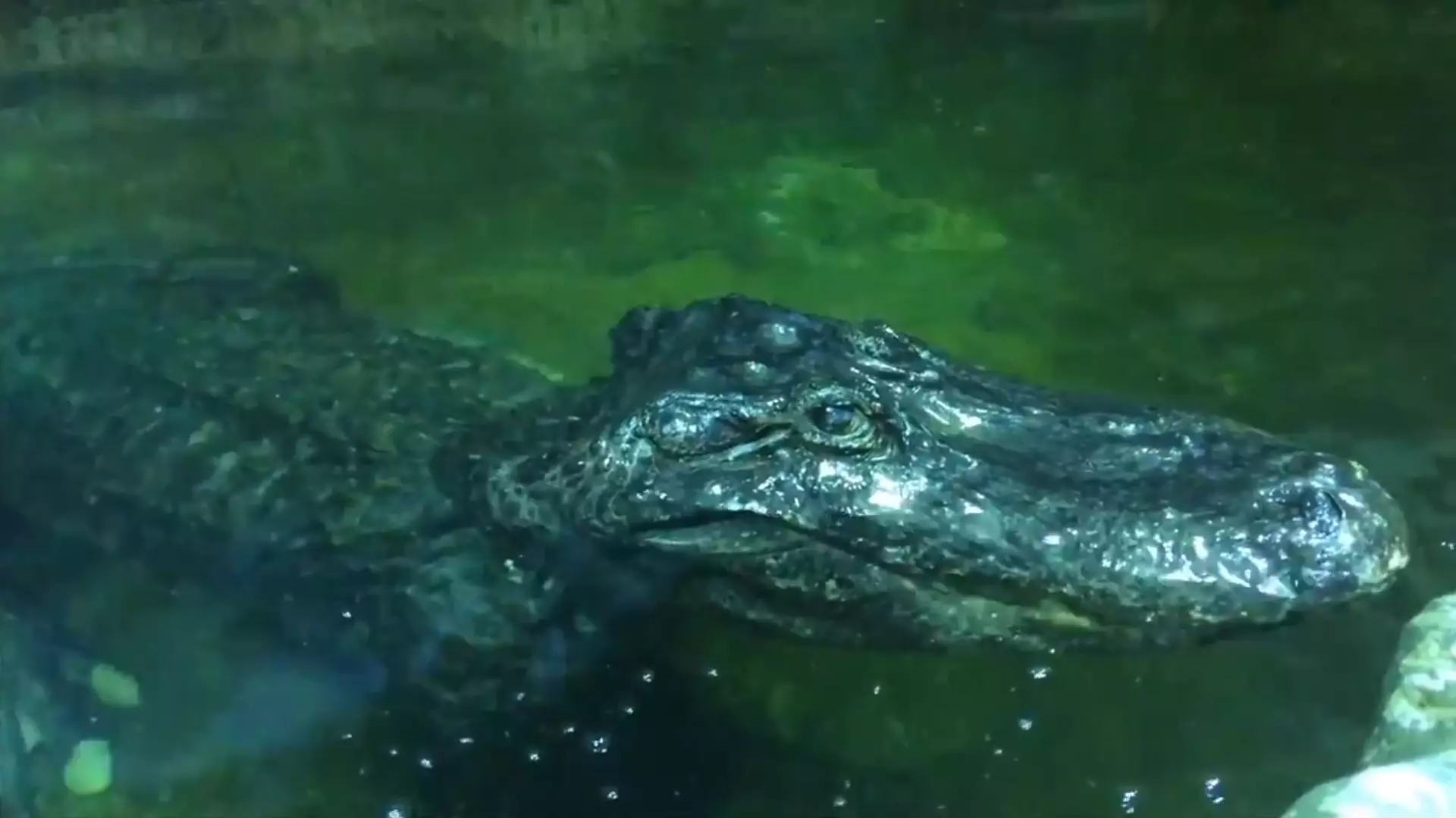 Alligator Who Lived Through Second World War In Berlin Dies At Moscow Zoo