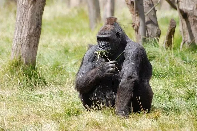 The mountain gorillas of Rwanda were once close to extinction but there are now more than 1,000 (