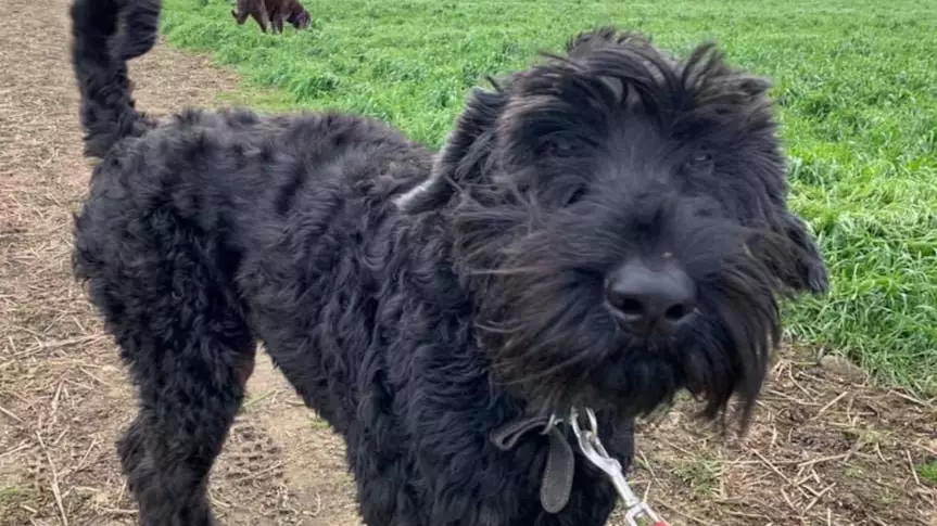 Dog Almost Dies After Eating 26 Golf Balls While On Walkies
