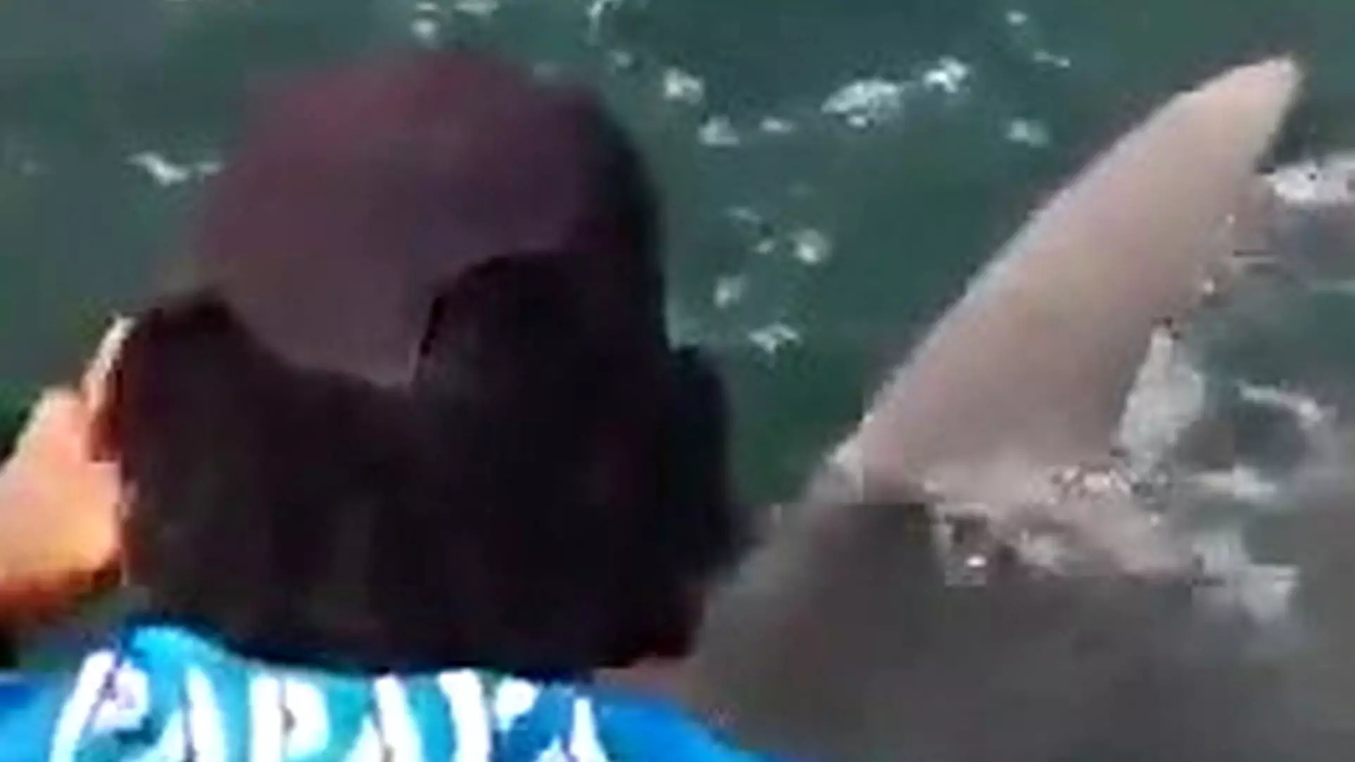 Fishermen Have Tug Of War Battle With Giant Hammerhead Shark  