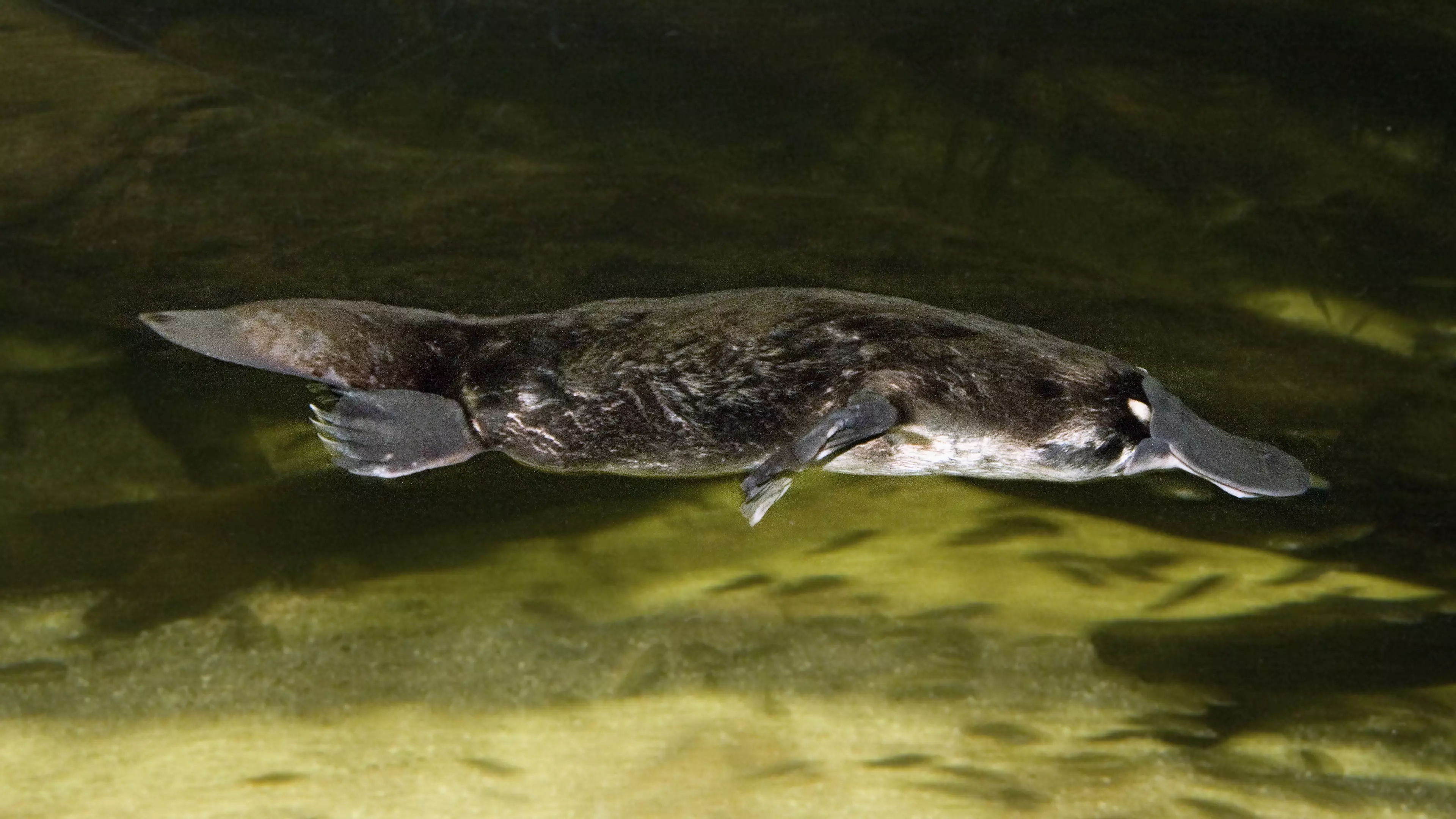 New Figures Warn The Platypus Is Heading Towards The ‘Brink Of Extinction’