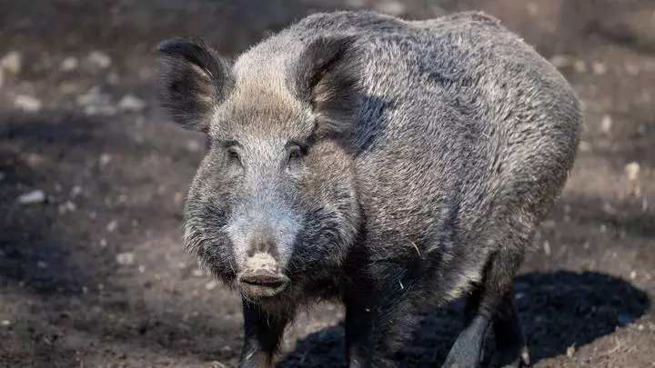 Wild Boars Snort £17,000 Worth Of Cocaine After Uncovering Drug Stash In Forest