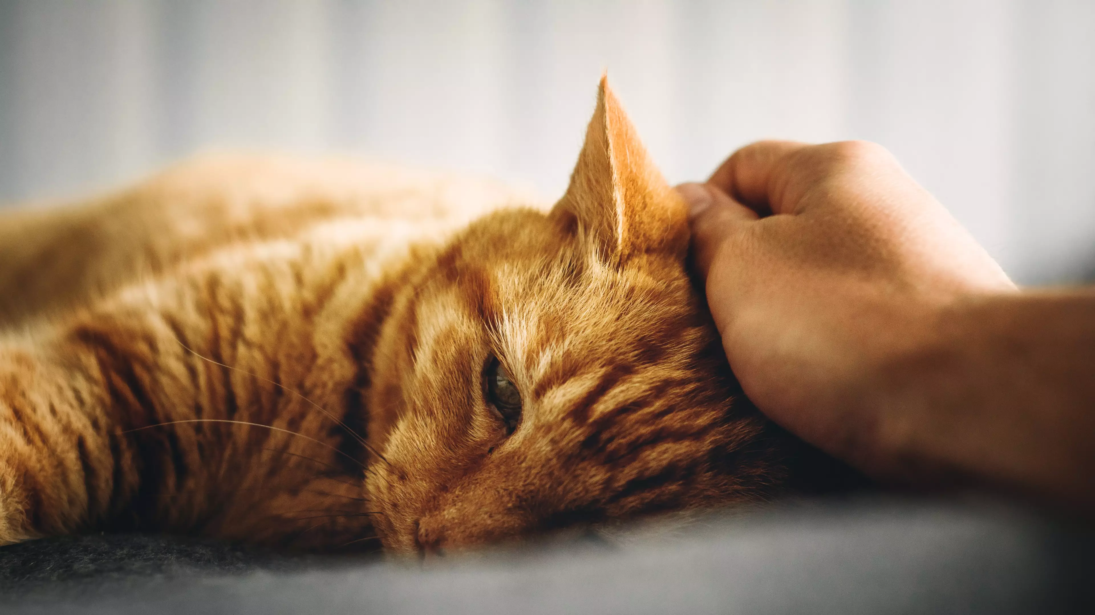 A New Study Found That Petting Cats And Dogs For Just Ten Minutes Can Reduce Stress 