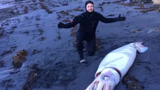 Giant Squid Washes Up On Beach In New Zealand