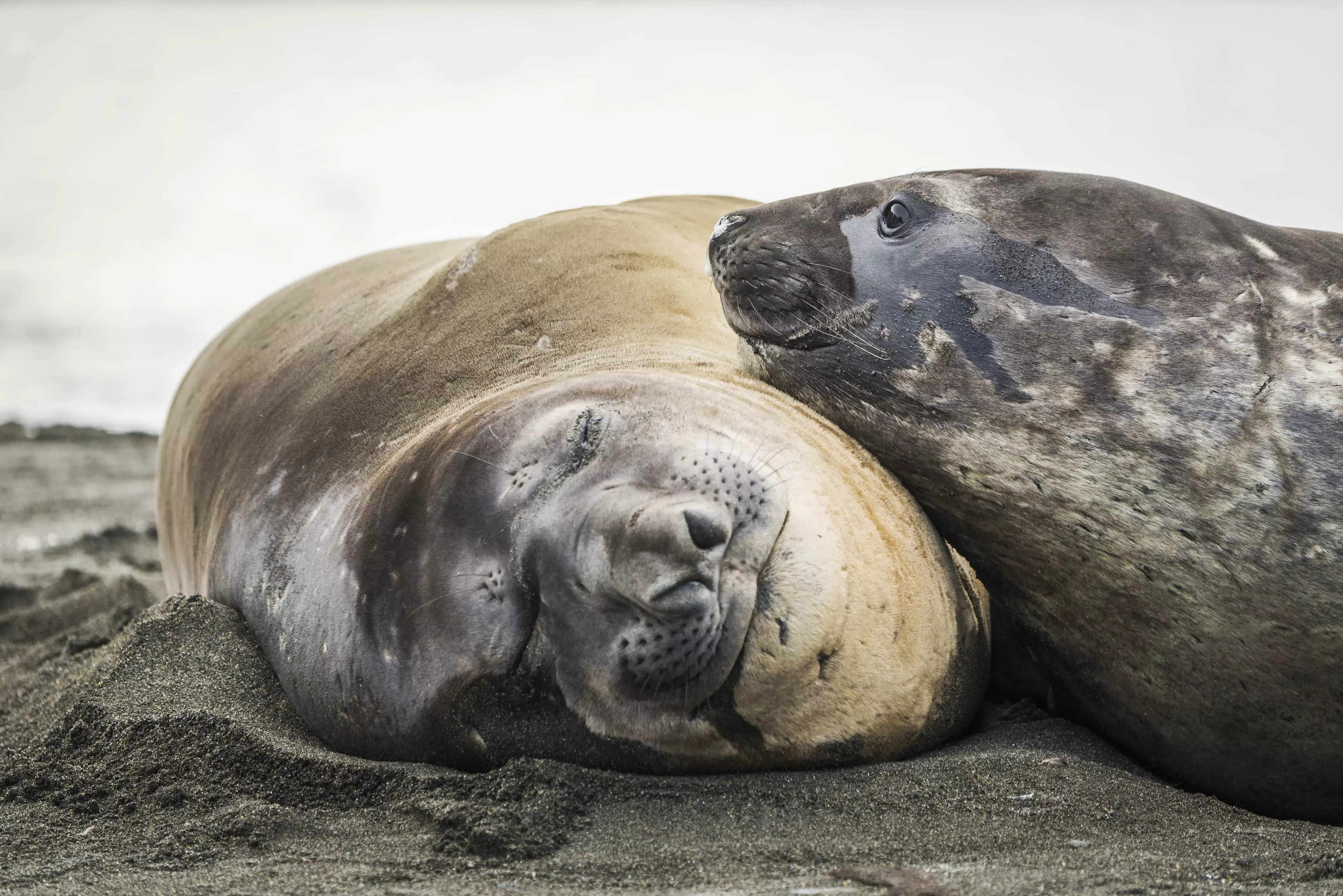 Some elephant seal scientists, enjoying a bit of downtime.