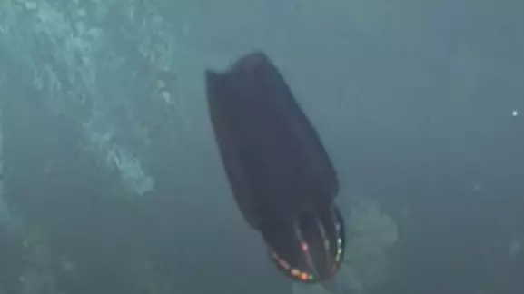 Strange-Looking Creature Transforms Itself 3,700 Feet Deep In The Ocean