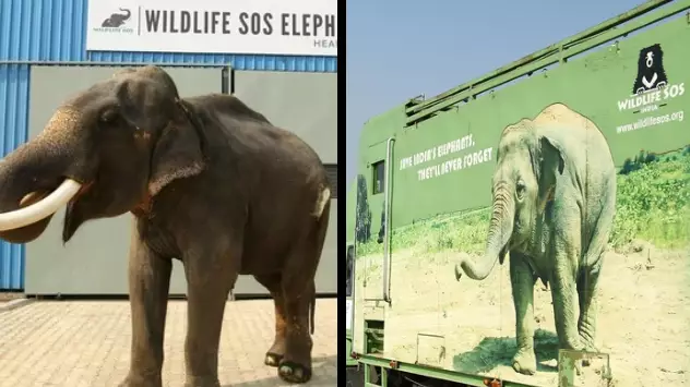 Elephant Enjoys First Year Of Freedom After 50 Years As Tourist Slave