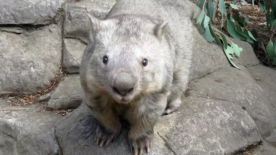 Aussie Zoo Devastated After The World’s Oldest Wombat Dies 