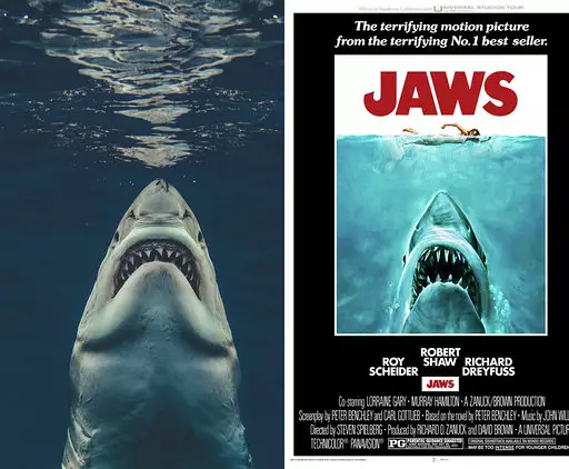 The great white shark perfectly recreated the Jaws poster.