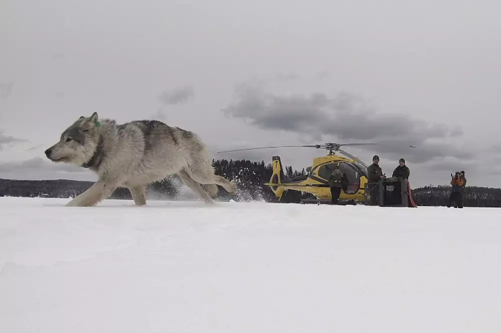 The wolves are released on their mission.