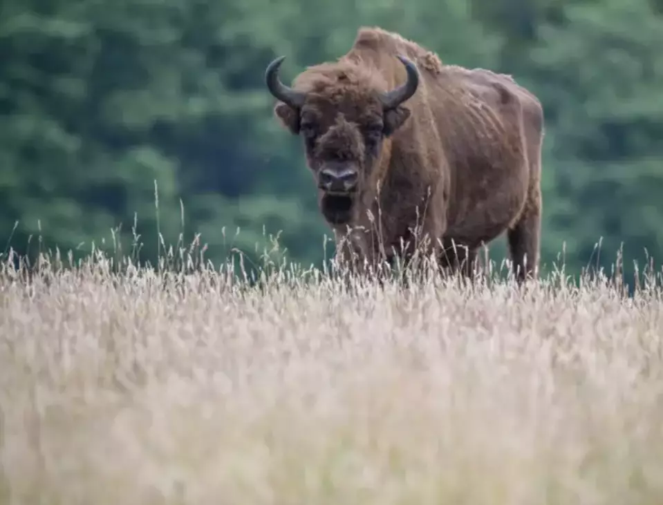You should always stay well away from a bison.