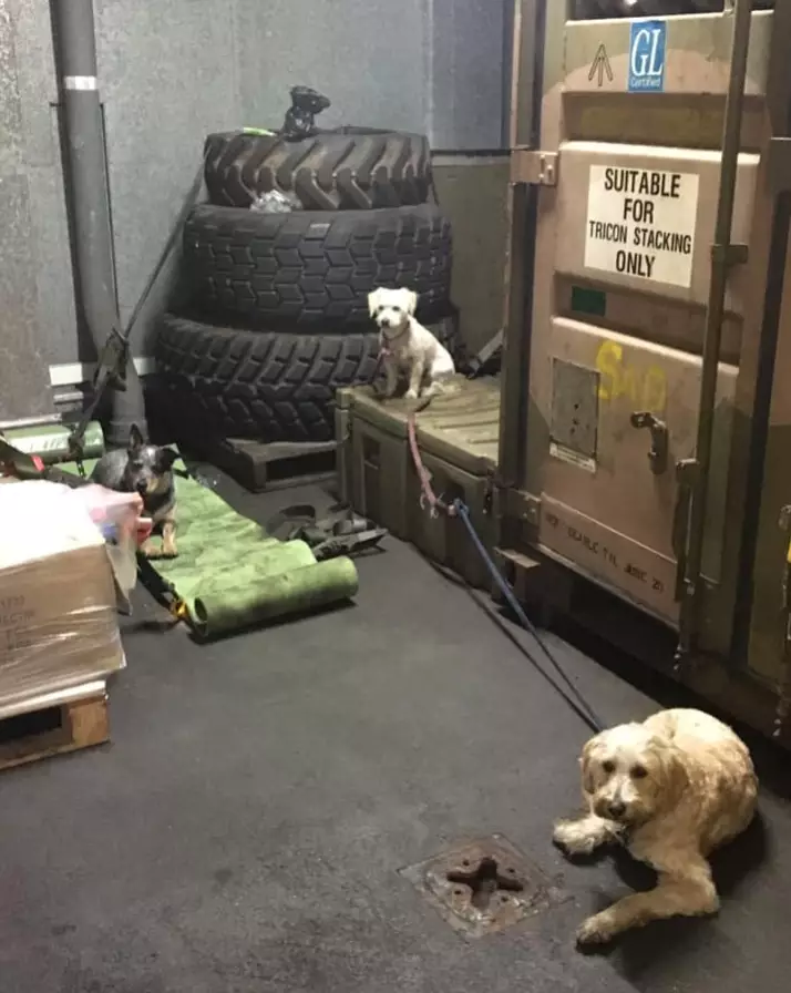 The dogs were being kept safe on the ship.