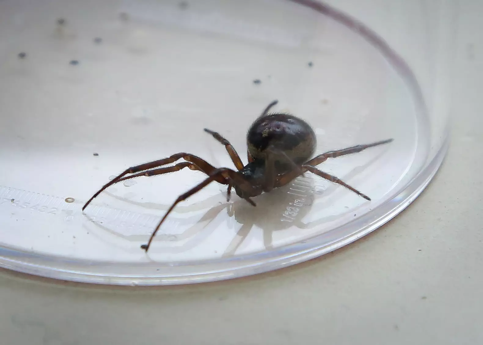False widow spiders will give you a nip - avoid those.